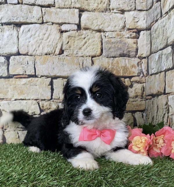 Ms. Ina the Mini-Bernedoodle - Image 5