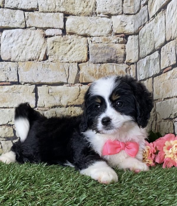 Ms. Ina the Mini-Bernedoodle - Image 6