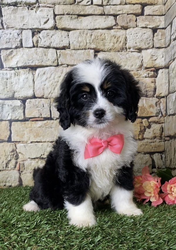 Ms. Ina the Mini-Bernedoodle puppy