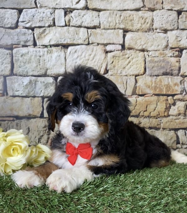 Mr. Joshua the Mini-Bernedoodle - Image 2