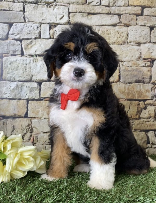 Mr. Joshua the Mini-Bernedoodle - Image 3