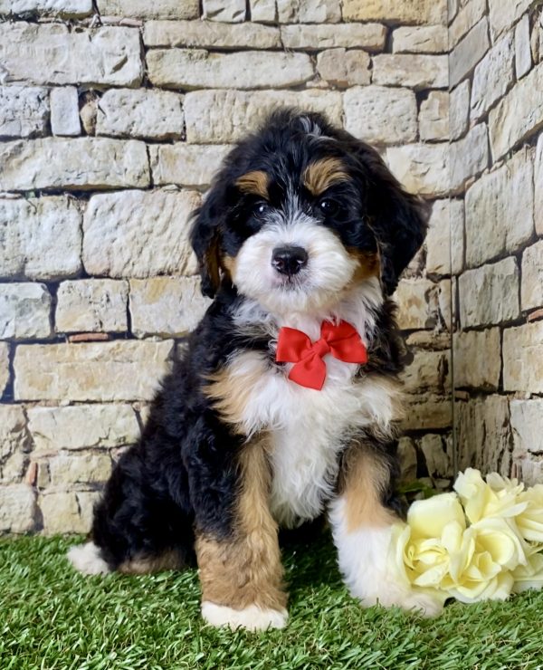 Mr. Joshua the Mini-Bernedoodle puppy