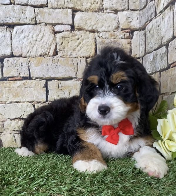 Mr. Joshua the Mini-Bernedoodle - Image 4