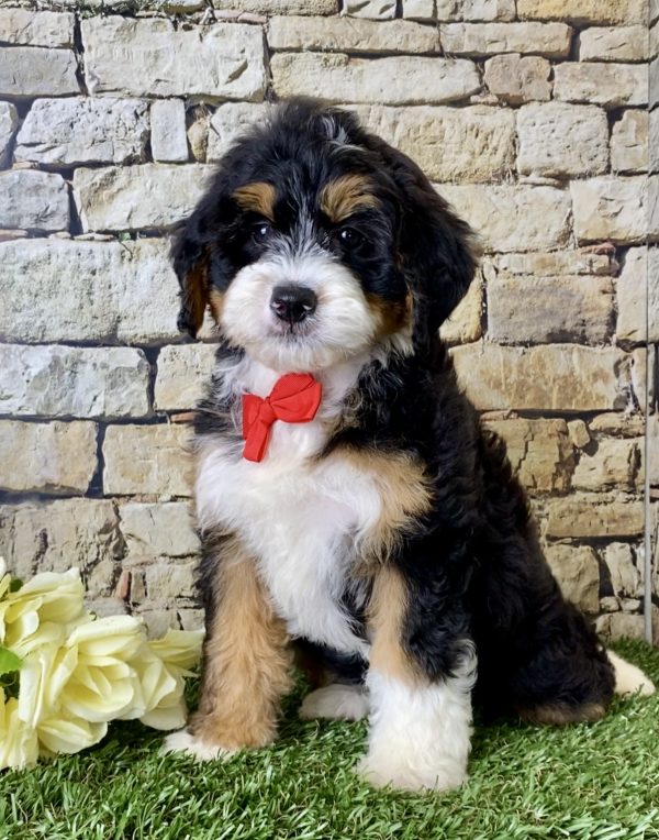 Mr. Joshua the Mini-Bernedoodle - Image 5