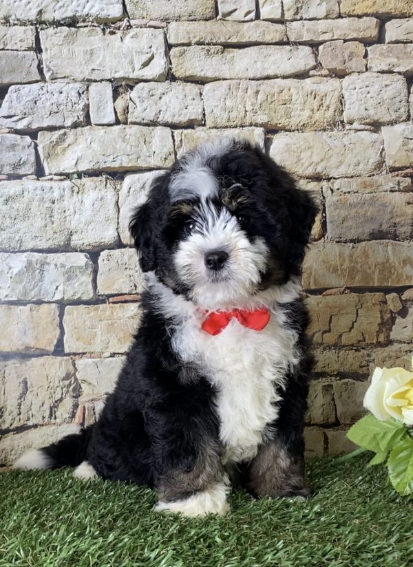 Mr. Ian the Mini-Bernedoodle - Image 2