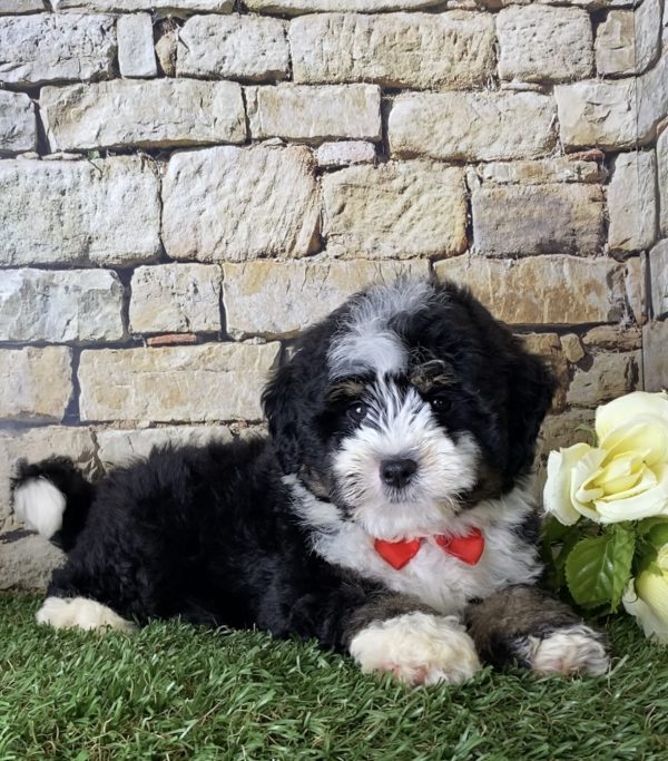 Mr. Ian the Mini-Bernedoodle - Image 3