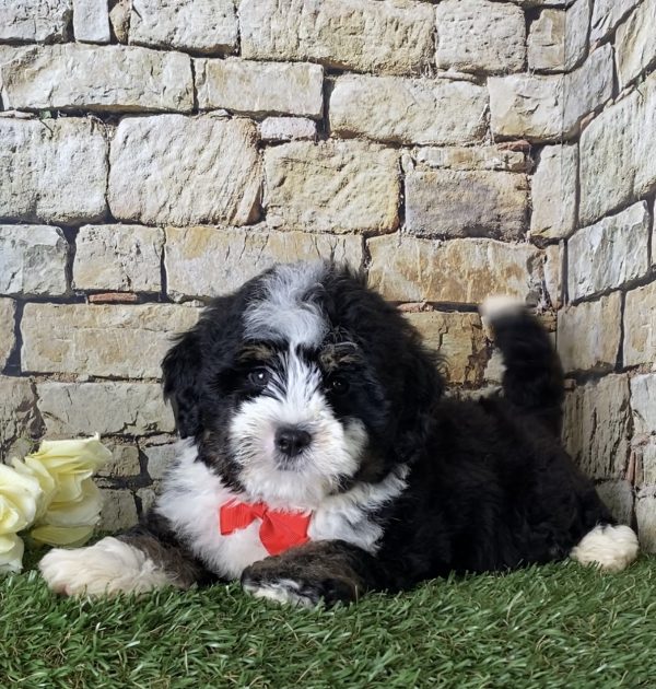 Mr. Ian the Mini-Bernedoodle - Image 4