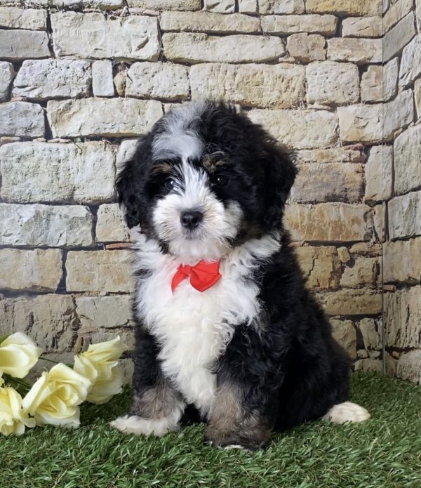 Mr. Ian the Mini-Bernedoodle - Image 5