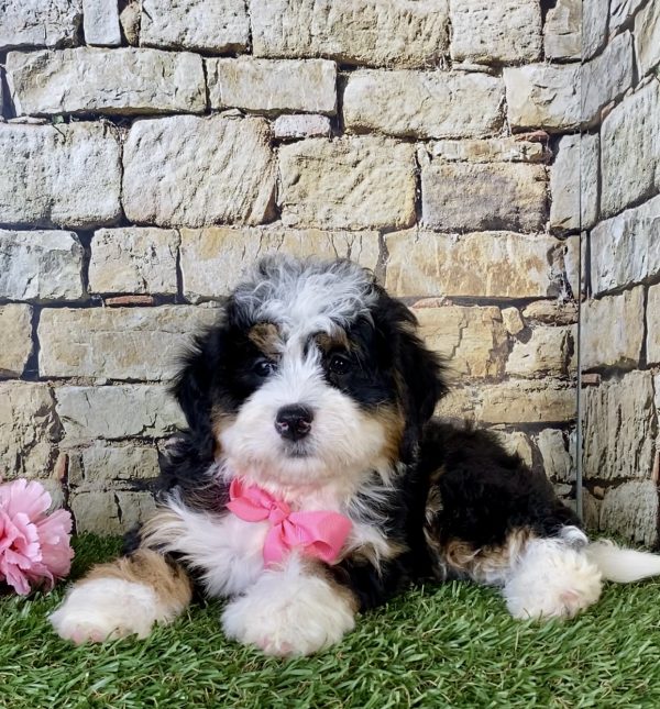Ms. Kris the Mini-Bernedoodle - Image 6