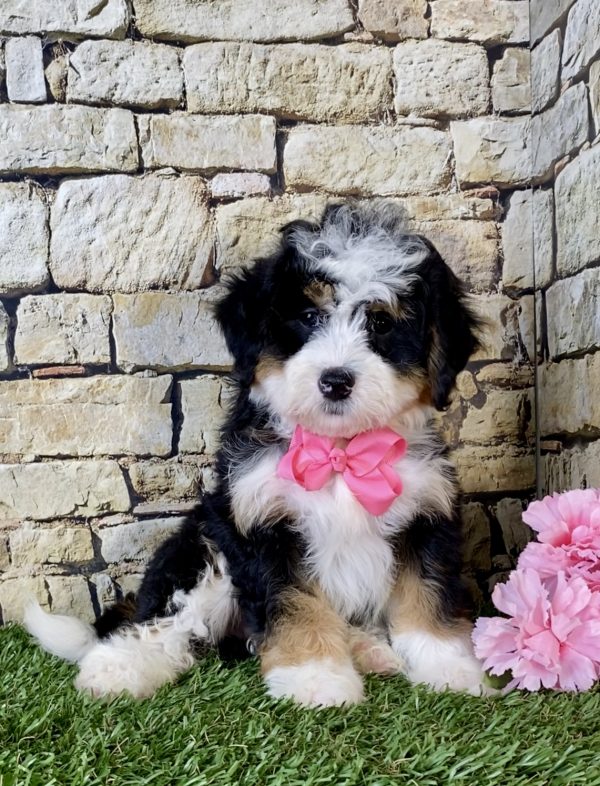 Ms. Kris the Mini-Bernedoodle puppy