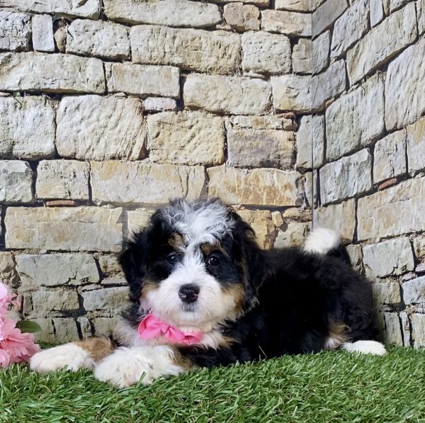 Ms. Kris the Mini-Bernedoodle - Image 4