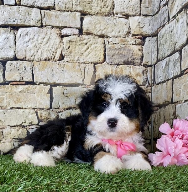 Ms. Kris the Mini-Bernedoodle - Image 3