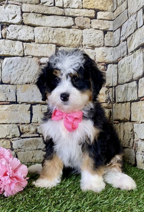 Ms. Kris the Mini-Bernedoodle - Image 2