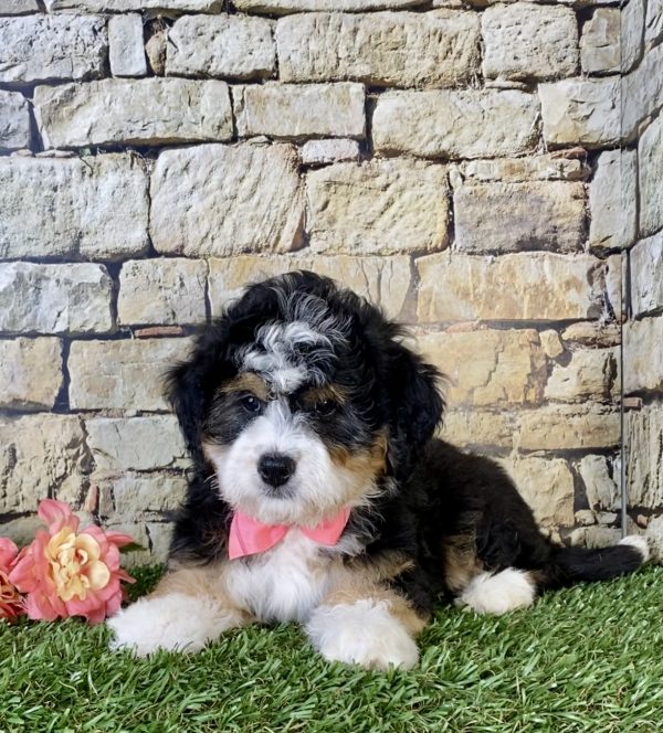 Ms. Kate the Mini-Bernedoodle - Image 2