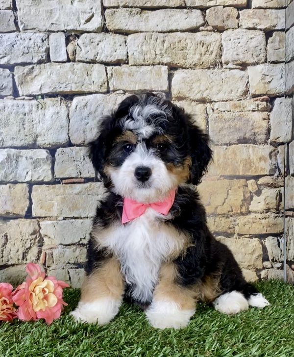 Ms. Kate the Mini-Bernedoodle - Image 3