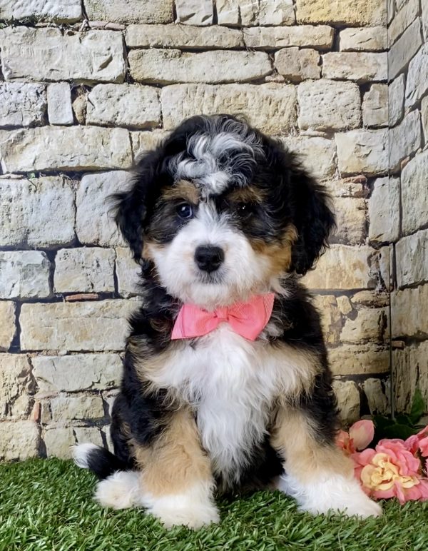 Ms. Kate the Mini-Bernedoodle - Image 4