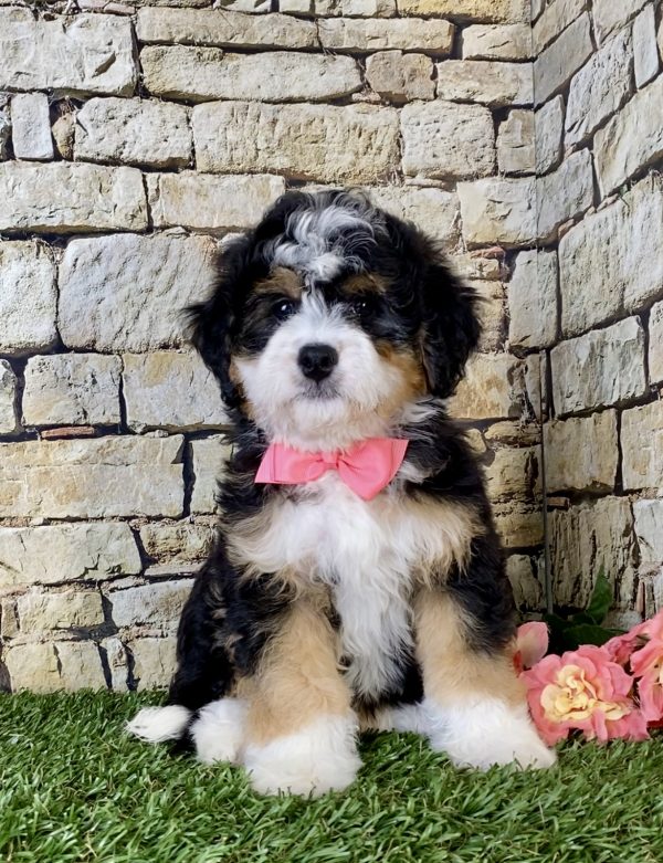 Ms. Kate the Mini-Bernedoodle puppy