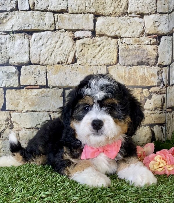 Ms. Kate the Mini-Bernedoodle - Image 6