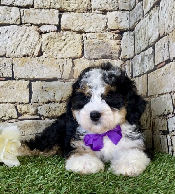 Ms. Kendra the Mini-Bernedoodle - Image 2