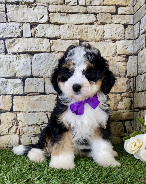 Ms. Kendra the Mini-Bernedoodle puppy