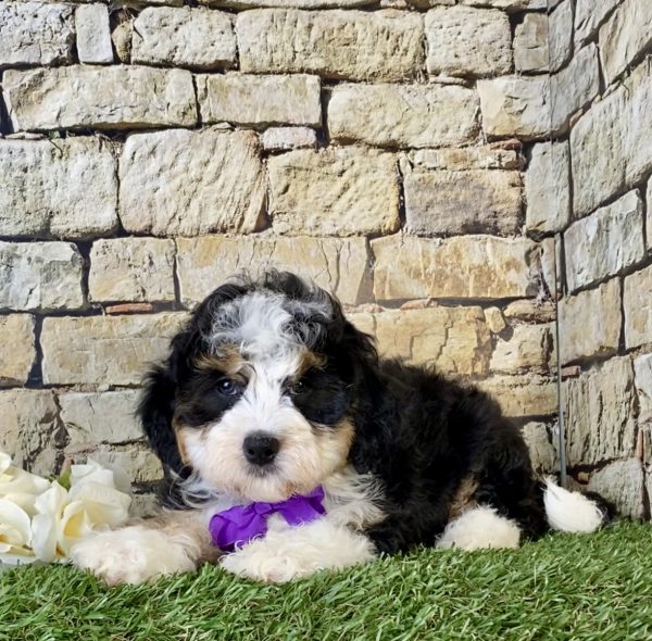 Ms. Kendra the Mini-Bernedoodle - Image 4