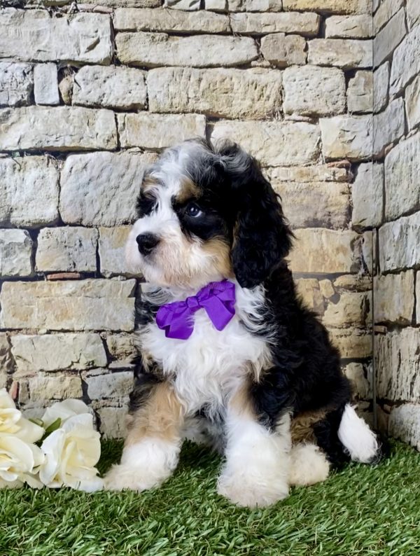 Ms. Kendra the Mini-Bernedoodle - Image 5