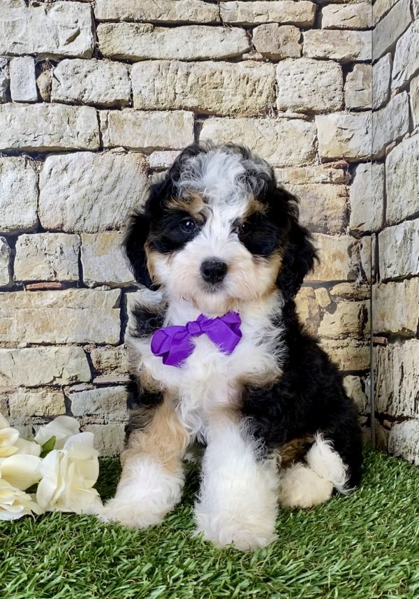 Ms. Kendra the Mini-Bernedoodle - Image 6