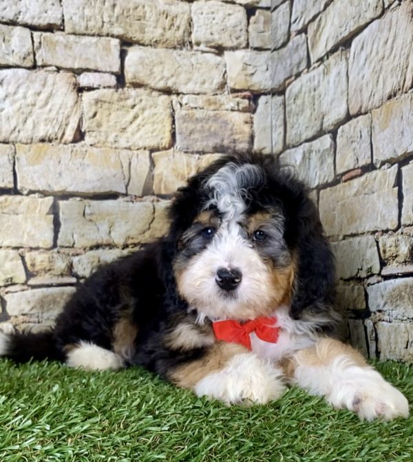 Mr. Kyle the Mini-Bernedoodle - Image 2