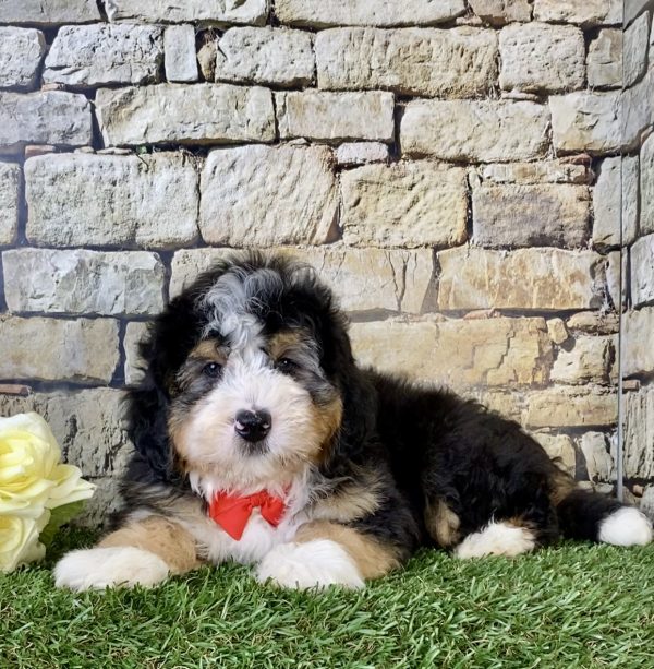 Mr. Kyle the Mini-Bernedoodle - Image 4