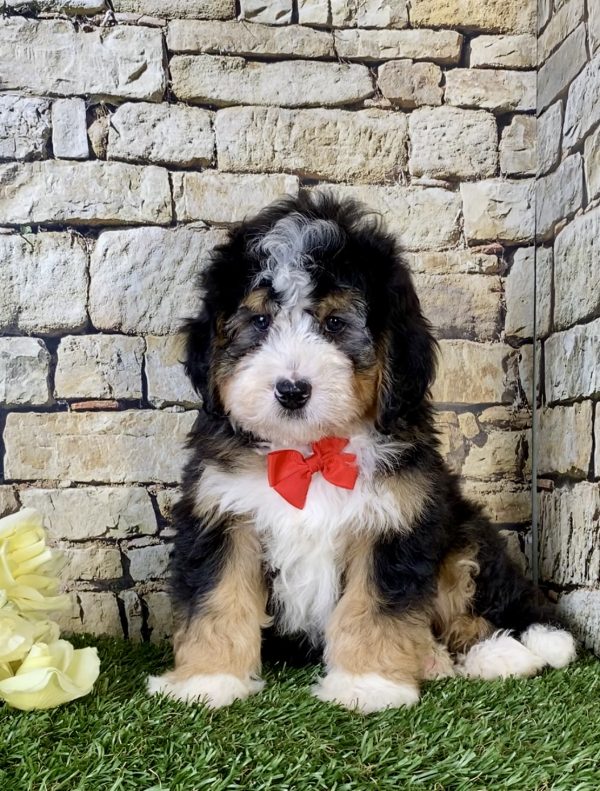 Mr. Kyle the Mini-Bernedoodle - Image 5