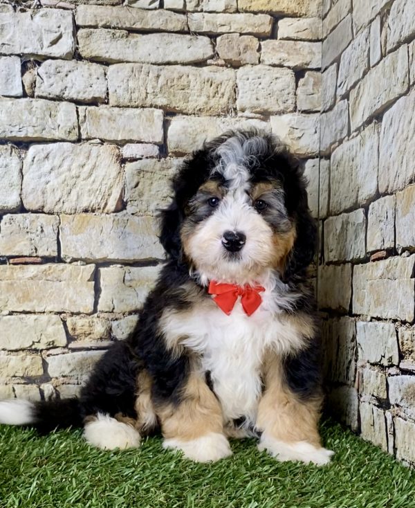 Ms. June the Mini-Bernedoodle puppy