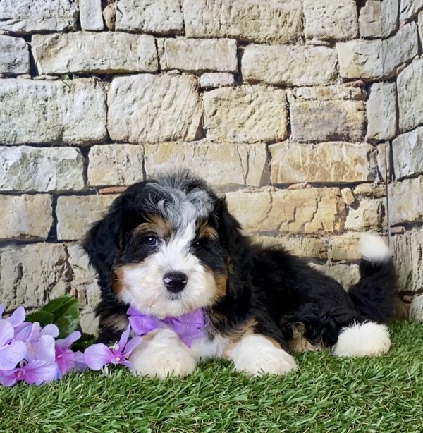 Ms. Kandy the Mini-Bernedoodle - Image 2