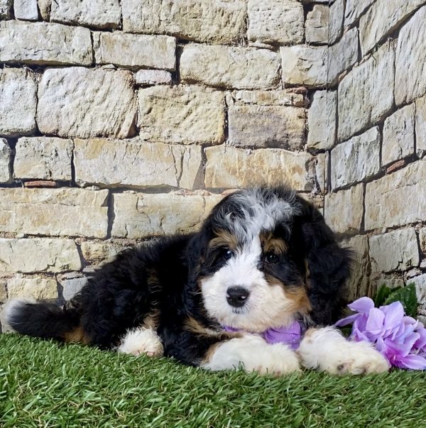 Ms. Kandy the Mini-Bernedoodle - Image 4