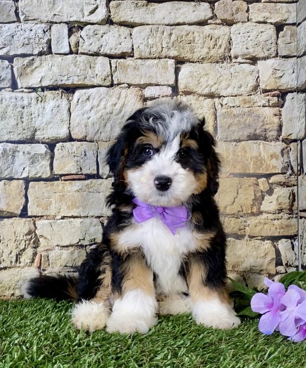 Ms. Kandy the Mini-Bernedoodle - Image 5