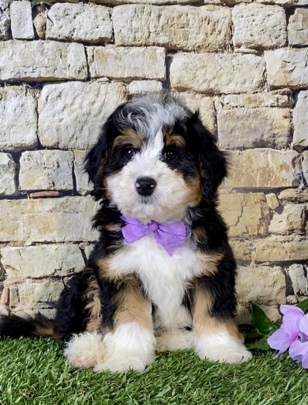 Ms. Kandy the Mini-Bernedoodle - Image 6