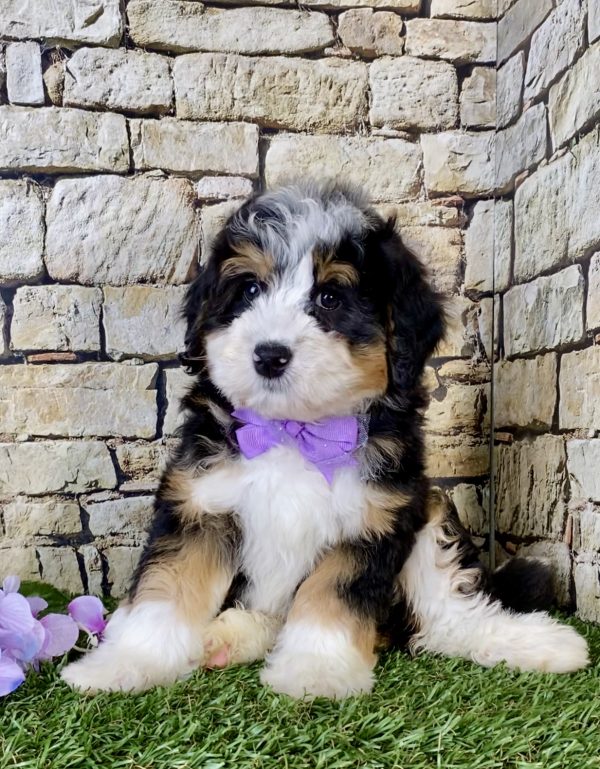 Ms. Kandy the Mini-Bernedoodle puppy