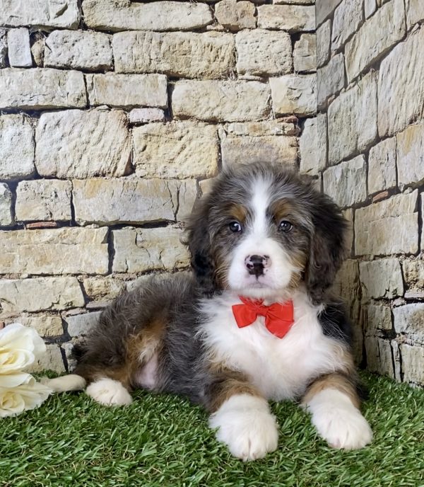 Mr. Marcus the Mini-Bernedoodle - Image 2