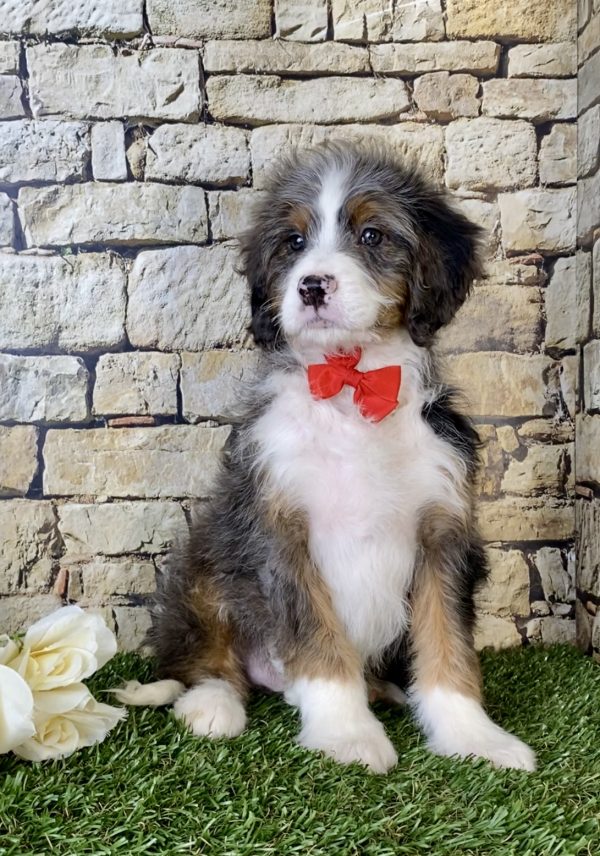 Mr. Marcus the Mini-Bernedoodle - Image 3