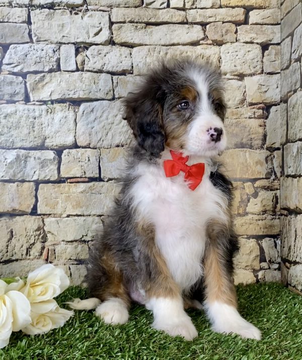 Mr. Marcus the Mini-Bernedoodle - Image 4
