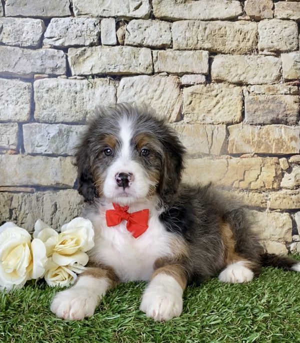 Mr. Marcus the Mini-Bernedoodle puppy