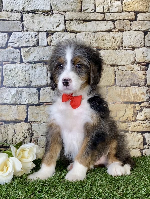 Mr. Marcus the Mini-Bernedoodle - Image 5