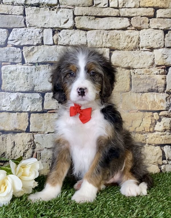 Mr. Marcus the Mini-Bernedoodle - Image 6