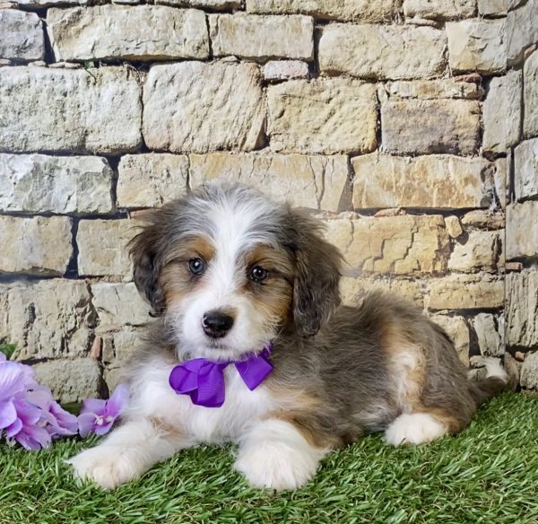 Ms. Mercy the Mini-Bernedoodle - Image 2
