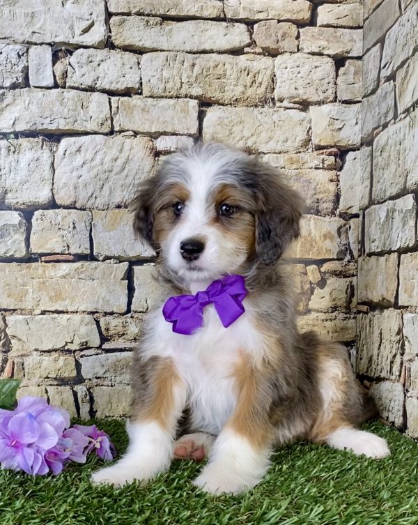 Ms. Mercy the Mini-Bernedoodle - Image 3