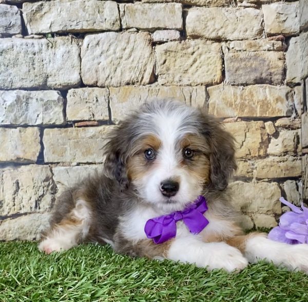 Ms. Mercy the Mini-Bernedoodle - Image 4