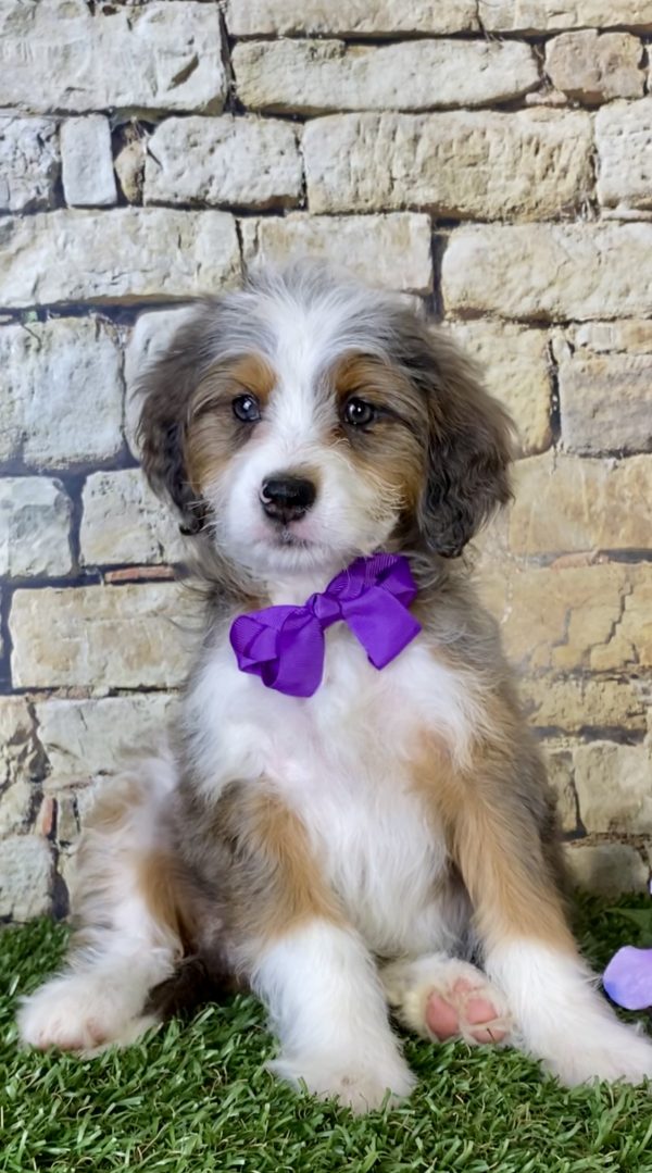 Ms. Mercy the Mini-Bernedoodle puppy
