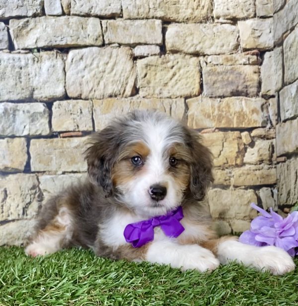 Ms. Mercy the Mini-Bernedoodle - Image 5