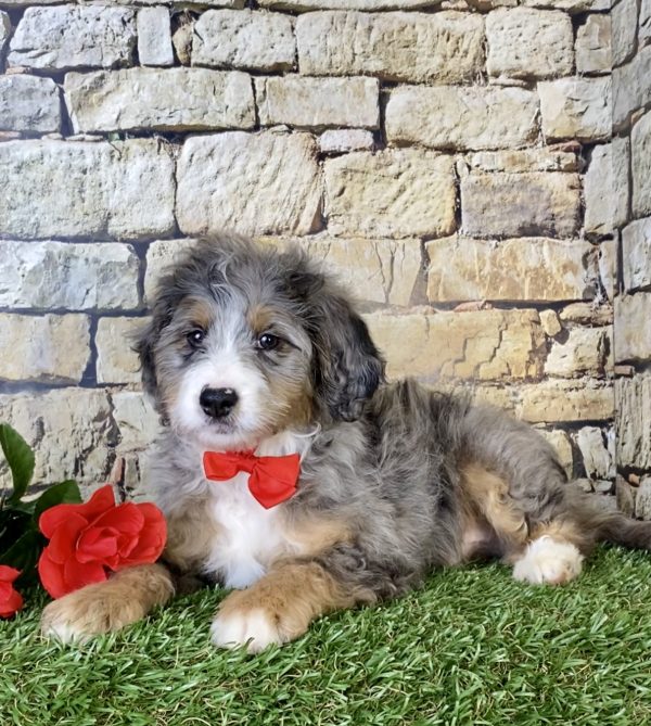 Mr. Milo the Mini-Bernedoodle - Image 2