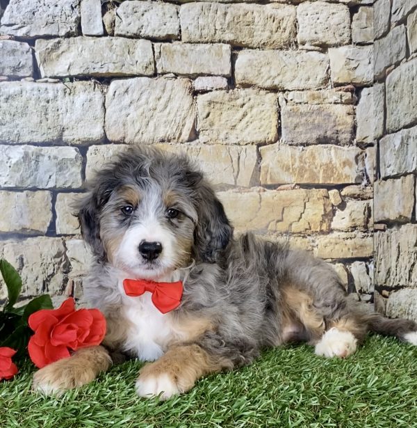 Mr. Milo the Mini-Bernedoodle - Image 3