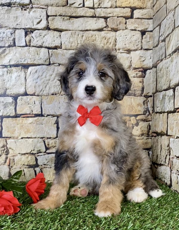 Mr. Milo the Mini-Bernedoodle - Image 4